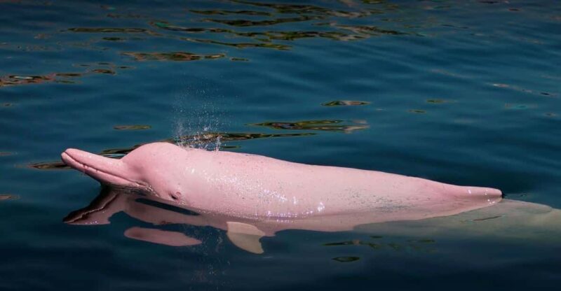 Discovering the Pacaya Samiria Reserve from Iquitos - A Deep Dive into the Pacaya Samiria Tour