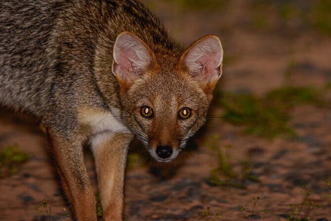 Discovering wildlife of the Chaco - Key Points