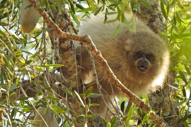 Discovering wildlife of the Chaco - FAQ