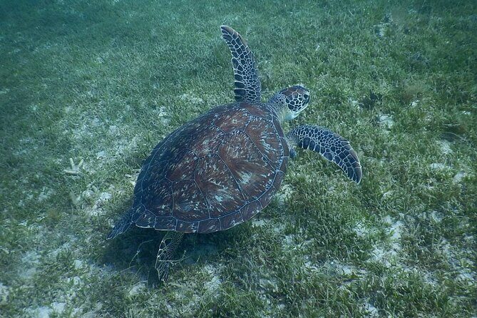 Discovery and snorkeling with sea turtles - FAQ
