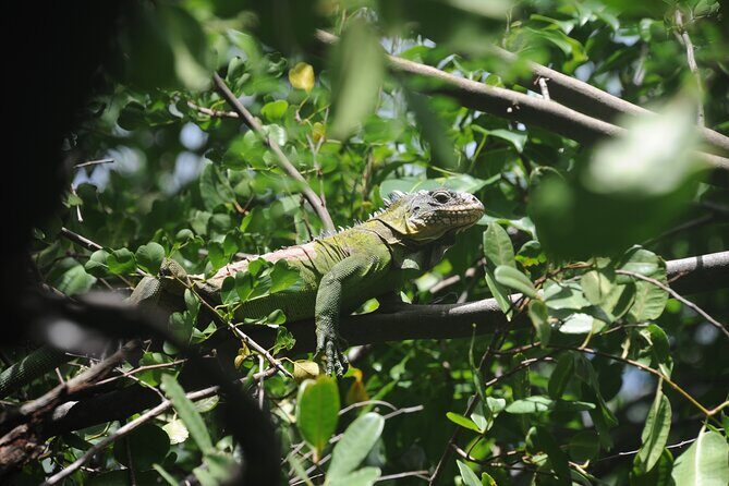 Discovery day at La Baignoire de Joséphine on the windward side - The Sum Up: Is This Tour Worth It?