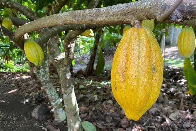 Discovery DE the real Dominican Republic EN small committee. - FAQ