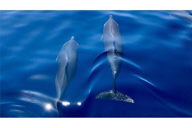 Discovery of dolphins on the Caribbean coast - Why This Tour Offers Good Value