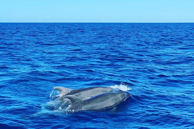Discovery of dolphins on the Caribbean coast - Final Thoughts