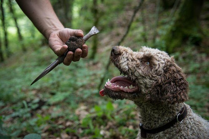 Discovery of the world of Truffles and tasting - Key Points