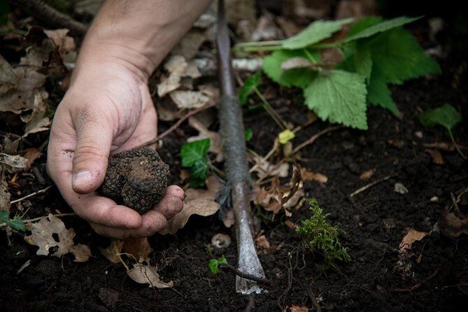 Discovery of the world of Truffles and tasting - Who Should Sign Up?