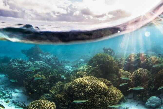 Discovery Program - Exploring the Heart of Tahitis Underwater World