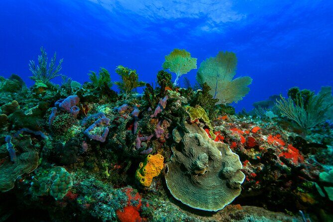 Discovery Scuba Diving !! - The Itinerary and What You Can Expect