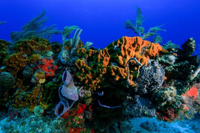 Discovery Scuba Diving !! - FAQ