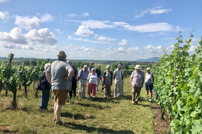 Discovery Vineyard - Discovering the Heart of Alsace Vineyards: A Closer Look at the Discovery Vineyard Tour