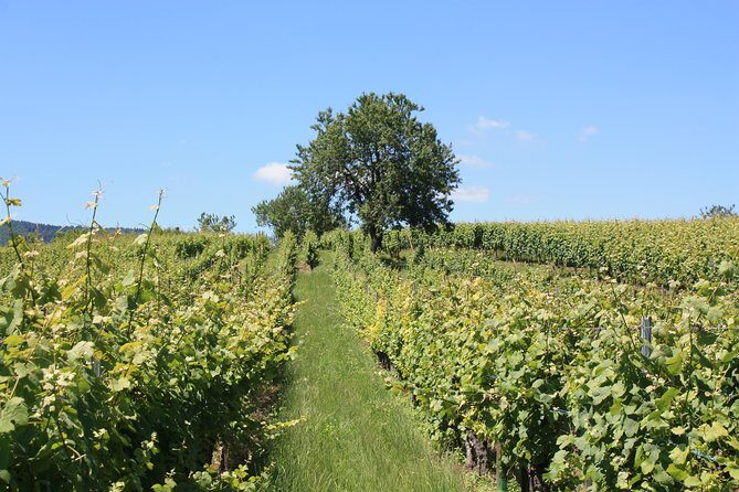 Discovery Vineyard - Key Points
