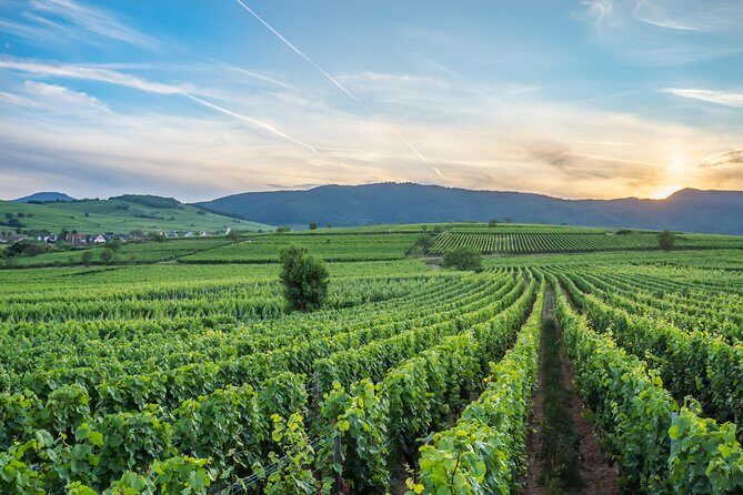 Discovery Vineyard - Why This Tour Stands Out