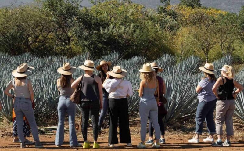 Distillery Entry Tickets and Tastings in Tequila Jalisco - Discover Tequila’s Spirit with Flexible Distillery Entry Tickets in Jalisco