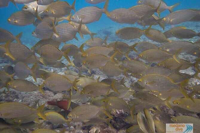 Dive Baptism 1 Dive In Tenerife 3,5h - Why This Tour Works