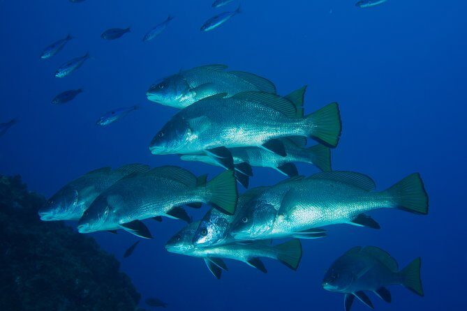 Dive Christening - A Closer Look at the Dive Christening Experience