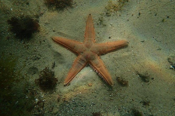 Dive in Marine Reserve, Arrábida, Setúbal, Sesimbra, near Lisbon - An In-Depth Look at the Dive Experience