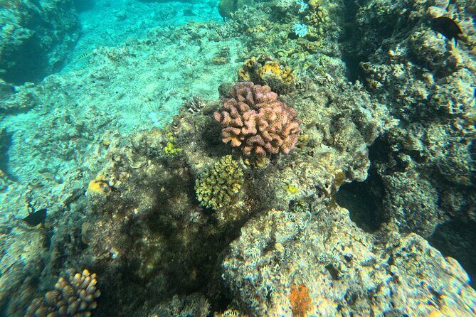 Dive Into Paradise: Snorkel Adventure at Paradise Cove - Who Will Love This Tour?