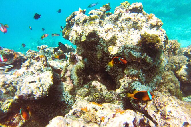 Dive Into Paradise: Snorkel Adventure at Paradise Cove - Price & Value Analysis