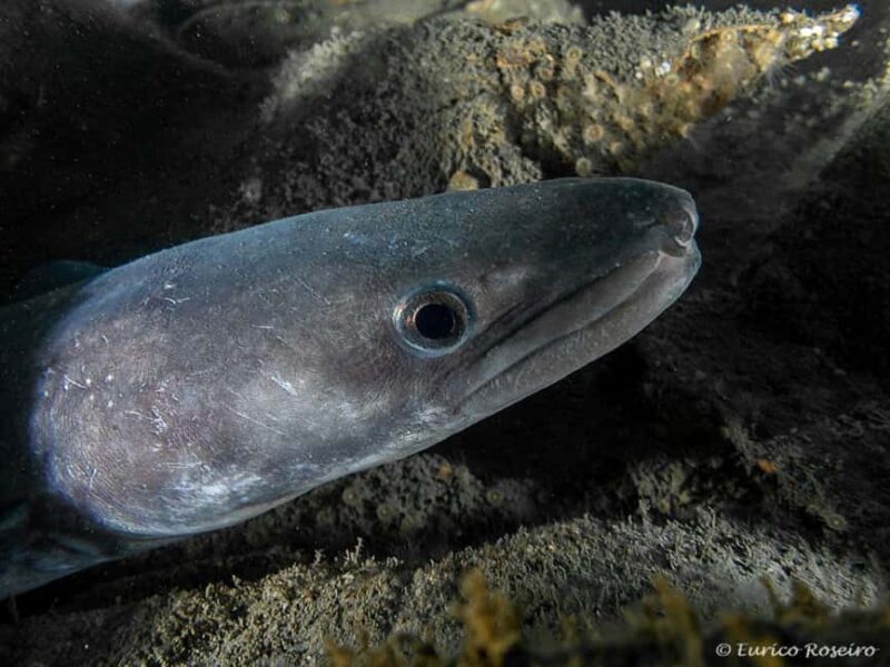 Dive the U-boat 1277 - the Most Iconic Dive in Portugal - FAQ