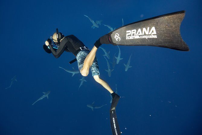 Dive with Sharks in Hawaii: Shark Tour from Haleiwa - Frequently Asked Questions