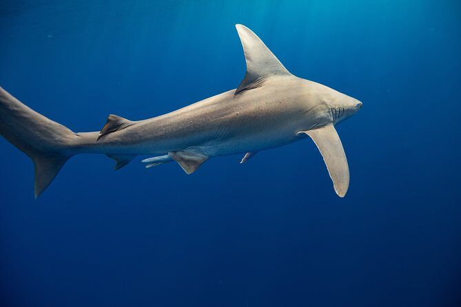 Dive with Sharks in Hawaii: Shark Tour from Haleiwa - Final Thoughts