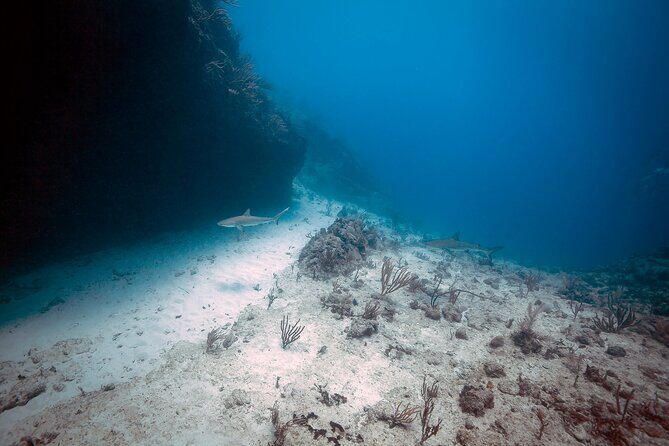 DiveCarib - An Eco-Friendly Certified Diver Trip in Antigua - Final Words