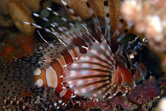 DiveGurus -Scuba Diving in Boracay - Exploring What DiveGurus Offers: A Deep Dive into the Experience