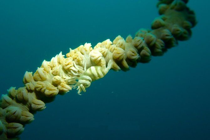 DiveGurus -Scuba Diving in Boracay - Final Thoughts: Who Will Love This Experience?