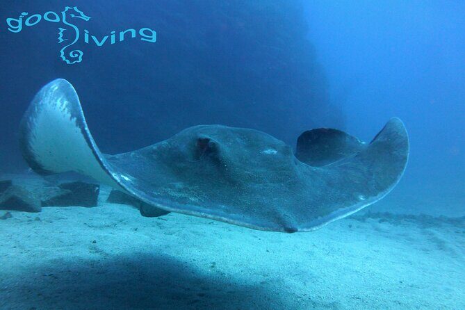 Dives Packages with Transfers in Tenerife - Key Points