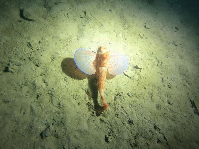 Diving - The Experience Itself: What You’ll Likely Encounter