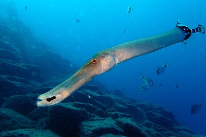 Diving Adventures - Boat and Shore Diving - Why This Tour Stands Out