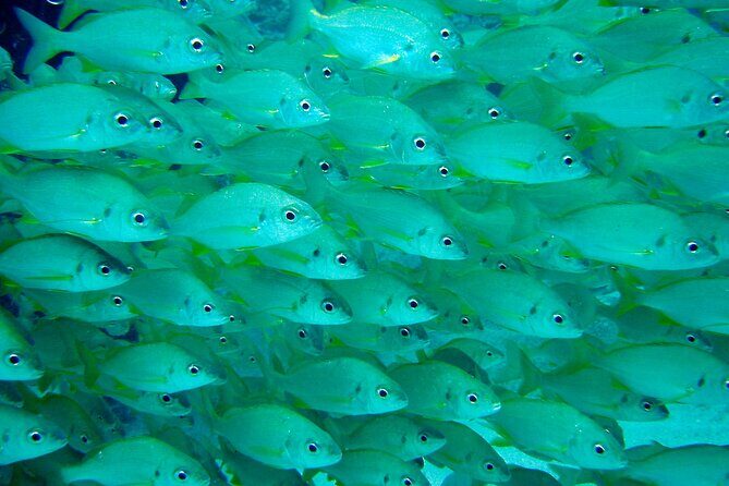 Diving Adventures - Boat and Shore Diving - FAQ