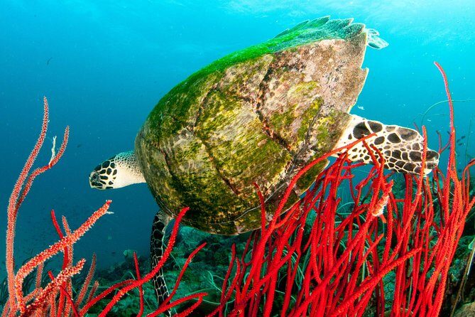 Diving at Koh Chang, daytrip with 2 dives - FAQs