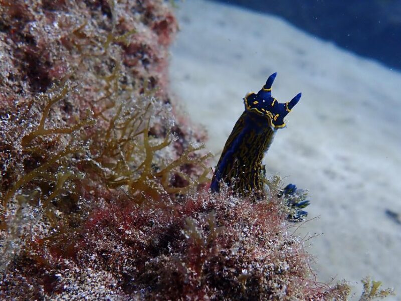 Diving at Lanzarote - 2 guided dives for certified divers - Frequently Asked Questions