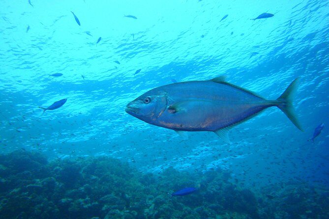 Diving Baptism - FAQ
