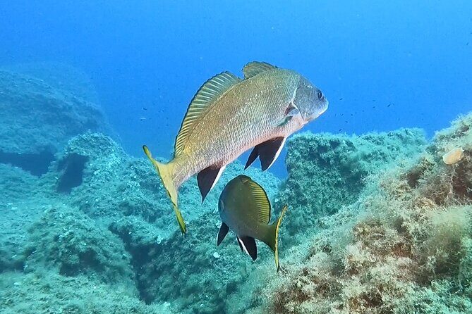 Diving baptism with cylinders (Introdive) at the Capo Carbonara Marine Protected Area - What the Itinerary Looks Like