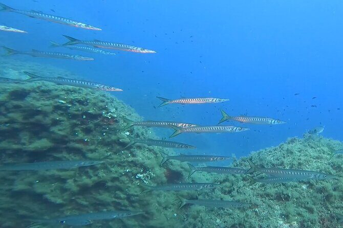 Diving baptism with cylinders (Introdive) at the Capo Carbonara Marine Protected Area - The Practical Details
