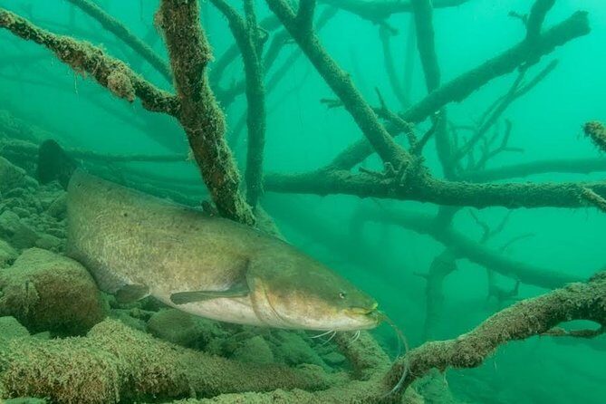 Diving Bled - The Experience in Detail