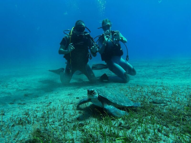 Diving course for beginners in turtle area Tenerife - The Experience in Detail