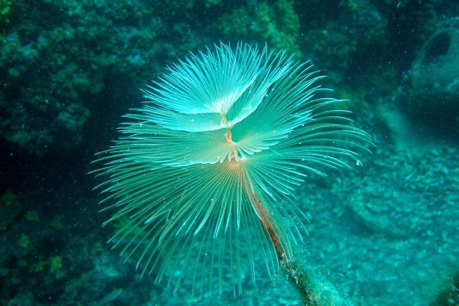 Diving day tour with 2 dives - The Dive Sites and Marine Life