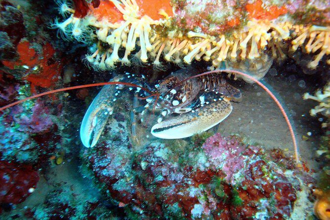 Diving day tour with 2 dives - Reviews and Authentic Perspectives