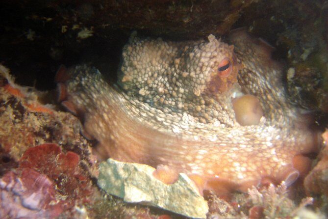 Diving day tour with 2 dives - FAQ