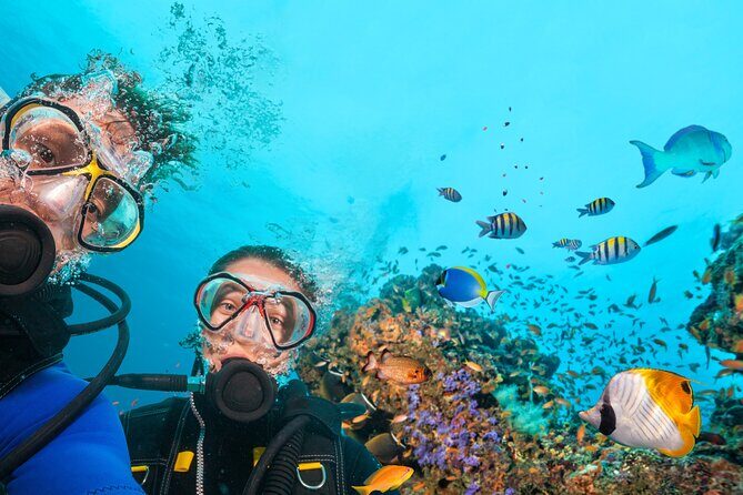 Diving experience in Polignano a Mare with certification - Discover the Underwater Beauty of Polignano a Mare with Certification Diving