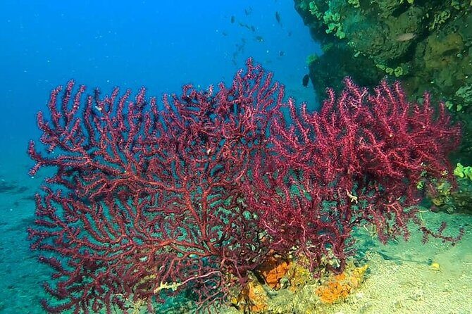 Diving experience in Polignano a Mare with certification - Final Thoughts