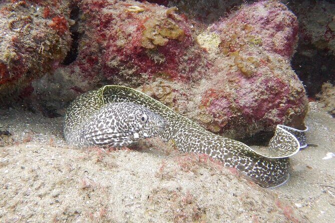 Diving for Certified Divers, 2 Tanks Sosúa Bay - Detailed Breakdown of the Experience