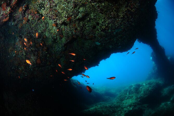 Diving guided by the Diving Center (with full equipment) - Exploring the Dive Experience in Sicily: What You Can Expect