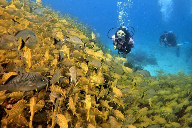 Diving in Cancun Underwater Museum of Art - Frequently Asked Questions