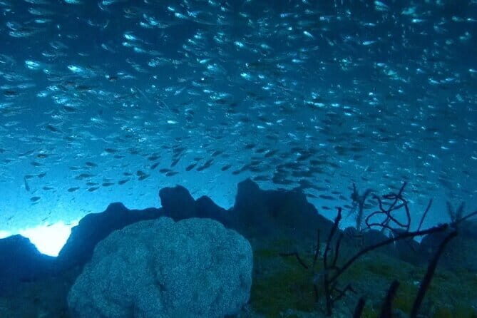 Diving in Kansai, Japan for License Holders - What This Tour Offers and How It Works