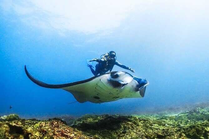 Diving in Nusa Penida - Key Points