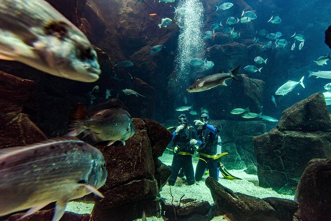 Diving in the Madeira Aquarium - What Exactly Is This Experience?